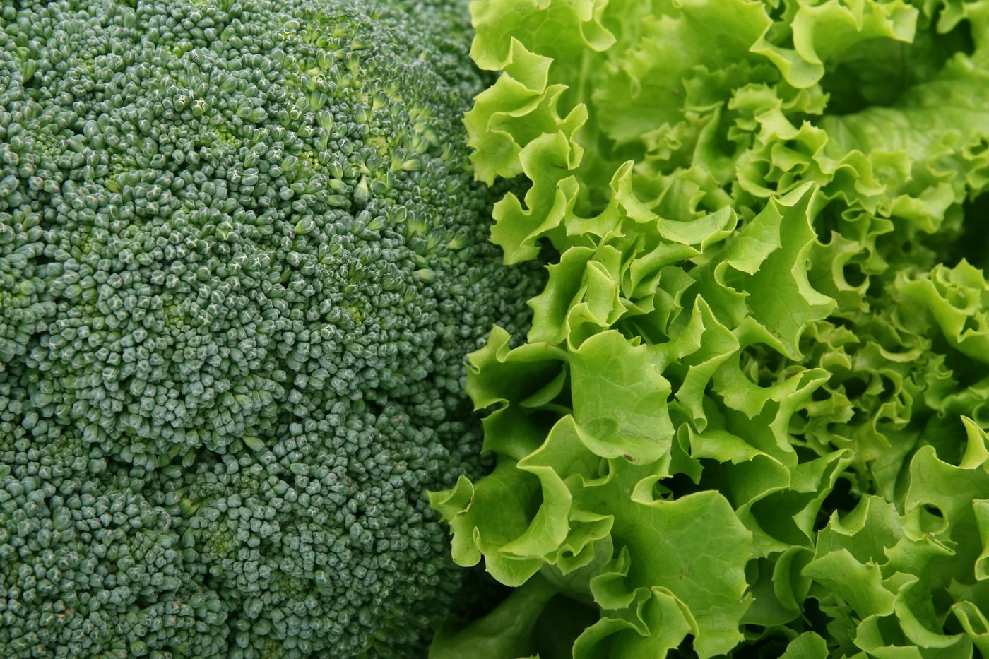 Fresh broccoli and lettuce leaves in close-up